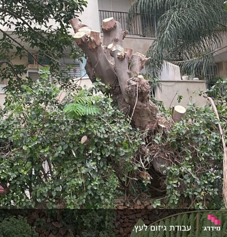 עץ גזום עם ענפים חתוכים וענפים ירוקים